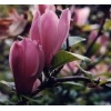 magnolia 'George Henry Kern'